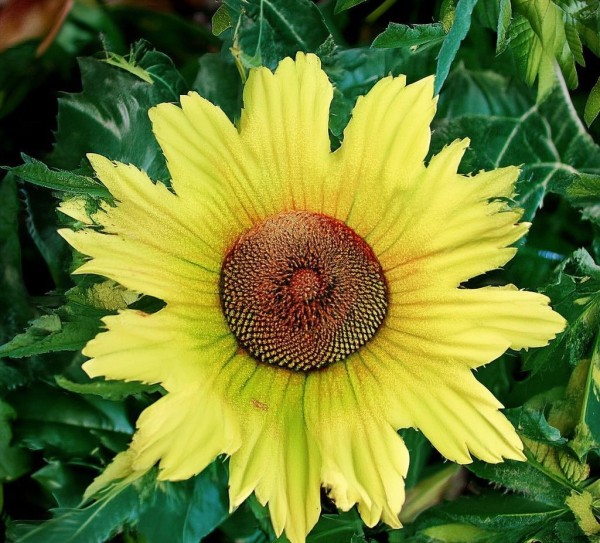 乐化镇集镇商贸服务区,INSERT 光彩的街景与便捷的交通 乐化镇集镇商贸服务区,INSERT 光彩的街景与便捷的交通